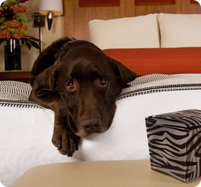 Pet Friendly